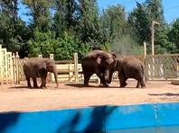 Слоны в ростовском зоопарке