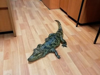 В Вологодской области недавно освободившийся из колонии местный житель пришел в отделение полиции в селе Тарногский Городок с крокодилом