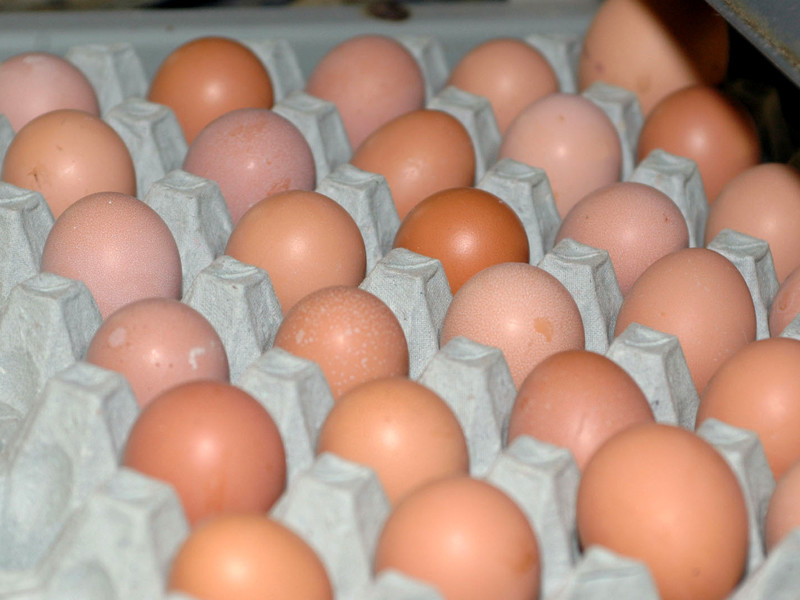 Минсельхоз заявил о возможном повышении цен на яйца и мясо птицы в рамках инфляции